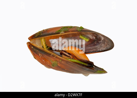 Muscheln in der Schale mit Kräutern, isoliert auf weiss gekocht Stockfoto