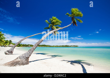 Palmen über atemberaubende Lagune mit blauem Himmel hängen Stockfoto