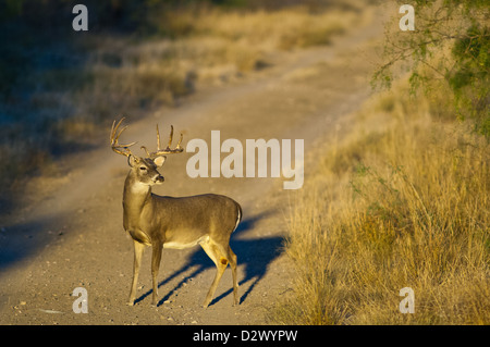 Whitetail Buck Rotwild (Odocoileus Virginianus) in der Nähe von Spofford Texas Stockfoto