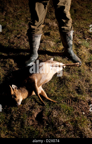 Totes Reh und Jäger Stiefel, Thetford Forest, UK Stockfoto