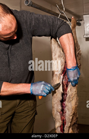 Entfernen die Haut von ein Tierkadaver, Thetford Forest, UK Stockfoto