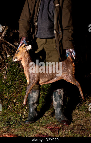 Jäger hält junges Reh getötet für Sport, Thetford Forest, UK Stockfoto