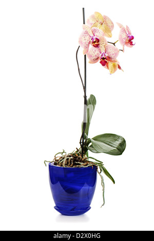 Orchidee Anordnung Herzstück in blauer Vase isoliert auf weißem Hintergrund Stockfoto