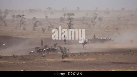 Masai jungen Herde Ziegen und Rinder über die staubige Ebene führt sie zu Wasser. Serengeti Nationalpark, Tansania Stockfoto