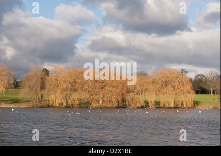 Gruppe von Weide Bäume Kontrast im Winter orange Farbe, Gewitterwolken intermittierend mit Strahlen der Sonne und Seen Oberfläche Stockfoto