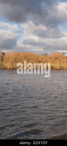 Gruppe von Weide Bäume Kontrast im Winter orange Farbe, Gewitterwolken intermittierend mit Strahlen der Sonne und Seen Oberfläche Stockfoto