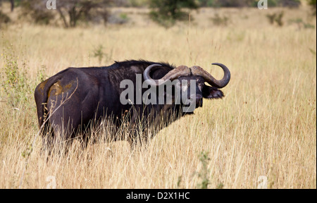 Einer der the'Big 5' der Büffel in der Serengeti. Serengeti Nationalpark, Tansania. Stockfoto