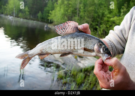 frische Gefangene Äschen einerseits vor dem Hintergrund des Sees, gefangen in Karelien Stockfoto