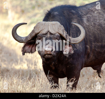 Einer der the'Big 5' der Büffel in der Serengeti. Serengeti Nationalpark, Tansania. Stockfoto