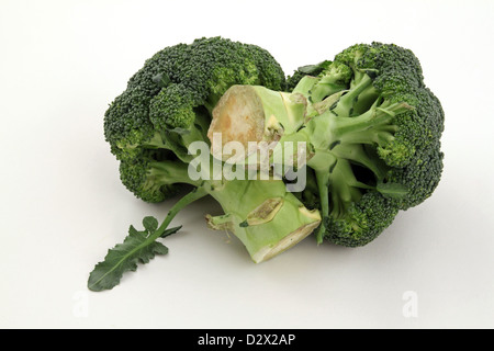 Frisch geschnittenen Sie Brokkoli auf einem weißen Hintergrund Stockfoto