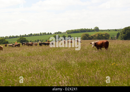 Von Kühen auf Gemeindeland lange Gras gehört Stockfoto