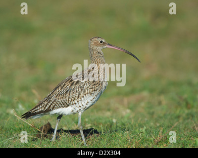 Brachvogel, die Fütterung auf grasbewachsenen bank Stockfoto