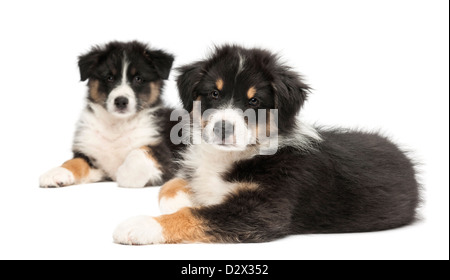 Zwei Australian Shepherd Welpen, 2 Monate alt, Lügen und schaut in die Kamera vor weißem Hintergrund Stockfoto