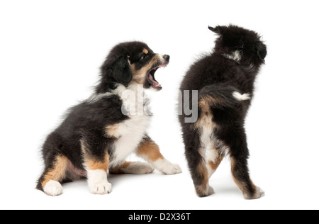 Zwei Australian Shepherd Welpen, 2 Monate alt, spielen kämpfen vor weißem Hintergrund Stockfoto