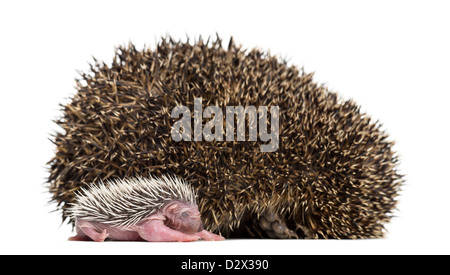 Baby Igel liegen neben seiner Mutter vor weißem Hintergrund Stockfoto