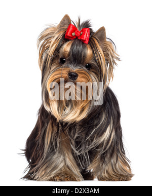 Yorkshire-Terrier, 8 Monate alt, sitzen und schaut in die Kamera vor weißem Hintergrund Stockfoto