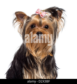 Yorkshire Terrier, 3 Jahre alt, schaut in die Kamera vor weißem Hintergrund Stockfoto