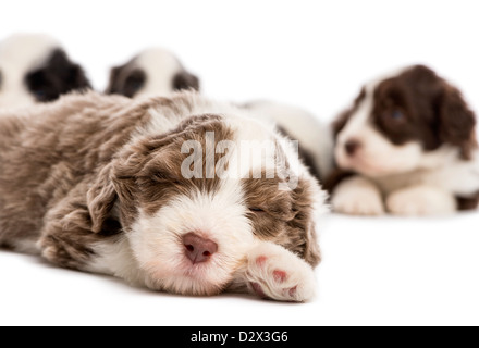 Nahaufnahme eines Bearded Collie Welpen, 6 Wochen alt, schläft vor anderen vor weißem Hintergrund Stockfoto