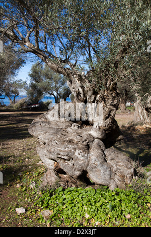 Olivenbaum in Cala Tuent Serra Tramuntana Mittelmeer Mallorca Balearen Spanien alt Stockfoto