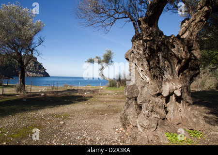 Alten Olivenbaum in Cala Tuent Meer Serra Tramuntana Mittelmeer Mallorca Balearen Spanien Stockfoto