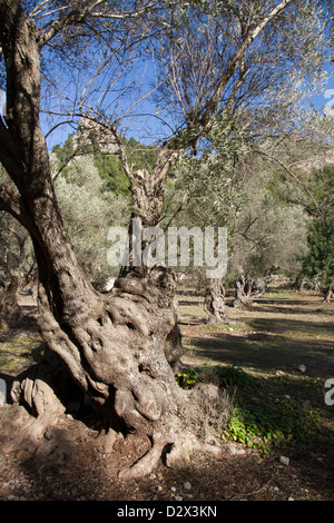 Olivenbaum in Cala Tuent Serra Tramuntana Mittelmeer Mallorca Balearen Spanien alt Stockfoto