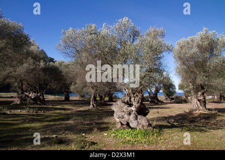 Olivenbaum in Cala Tuent Serra Tramuntana Mittelmeer Mallorca Balearen Spanien alt Stockfoto