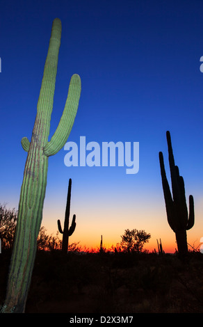 Dämmerung im Saguaro Nationalpark, Arizona, USA Stockfoto