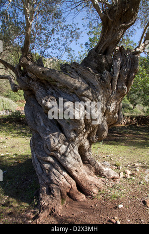 Olivenbaum in Cala Tuent Serra Tramuntana Mittelmeer Mallorca Balearen Spanien alt Stockfoto