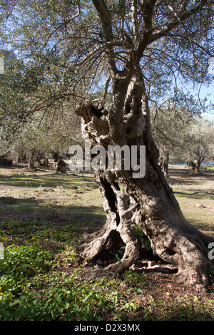 Olivenbaum in Cala Tuent Serra Tramuntana Mittelmeer Mallorca Balearen Spanien alt Stockfoto