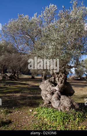 Olivenbaum in Cala Tuent Serra Tramuntana Mittelmeer Mallorca Balearen Spanien alt Stockfoto