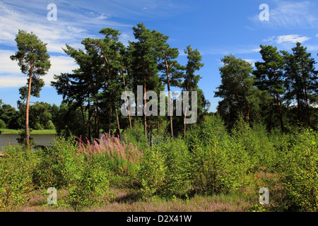 Kleiner Teich, Frensham Common, Surrey Hills, England Stockfoto