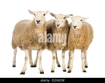 Drei Schafe vor weißem Hintergrund stehen Stockfoto