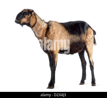 Anglo-nubische Ziege mit einem verzerrten Kiefer, Blick auf weißem Hintergrund Stockfoto