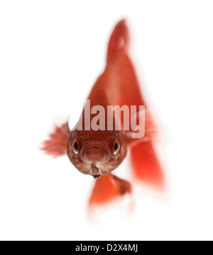 Vorderansicht des eine siamesische Kampffische Betta Splendens, vor weißem Hintergrund Stockfoto