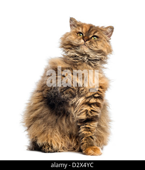 Selkirk Rex, 5 Monate alt, sitzen und auf der Suche auf weißem Hintergrund Stockfoto