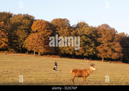 Ein paar, im Hintergrund, genießt einen Sonnenschein am Nachmittag Richmond Park in London, während ein Rotwild im Vordergrund steht. Stockfoto