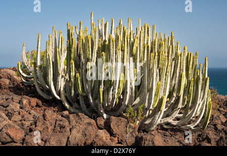 Cardon (Euphorbia Canariensis), auch bekannt als Kanarische Wolfsmilch, wachsen auf Lava neben dem Ozean auf Malpais de Guimar, Teneriffa Stockfoto
