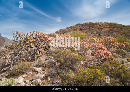 Euphorbia Atropurpurea (lila-Blüte Tabaiba) in Blüte auf einem hohen Felsen über der Stadt Masca, Teno, Teneriffa, Stockfoto