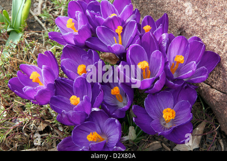 Große Blüte Crocus Stockfoto