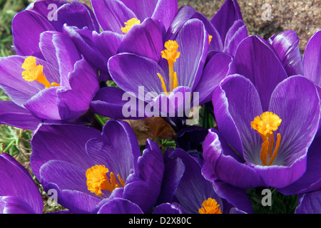 Große Blüte Crocus Stockfoto