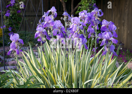 Bunte Süße Iris Stockfoto