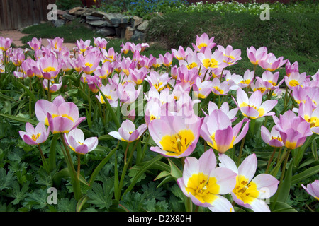 Lila Wunder Tulpen Stockfoto