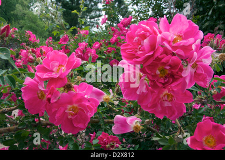 William Baffin winterhart Säule Typ rose Stockfoto