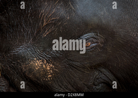 Nahaufnahme eines asiatischen Elefanten, Thailand Stockfoto