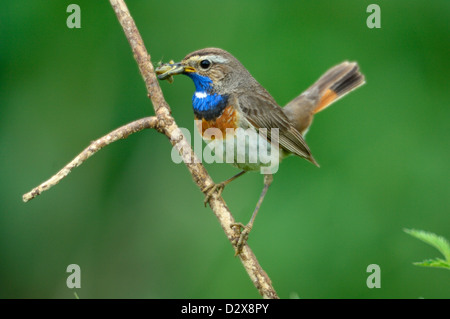 Blaukehlchen, Männchen (Luscinia Svecica) blaue Kehle, männliche • Bayern, Deutschland Stockfoto