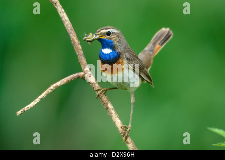 Blaukehlchen, Männchen (Luscinia Svecica) blaue Kehle, männliche • Bayern, Deutschland Stockfoto