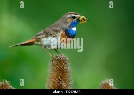 Blaukehlchen, Männchen (Luscinia Svecica) blaue Kehle, männliche • Bayern, Deutschland Stockfoto