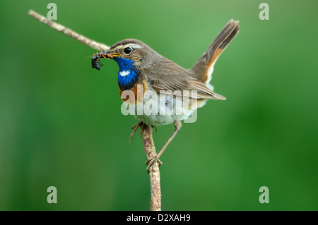 Blaukehlchen, Männchen (Luscinia Svecica) blaue Kehle, männliche • Bayern, Deutschland Stockfoto