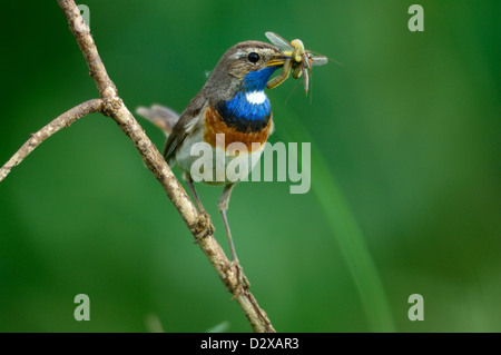 Blaukehlchen, Männchen (Luscinia Svecica) blaue Kehle, männliche • Bayern, Deutschland Stockfoto