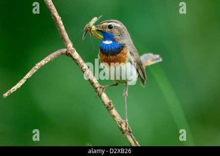 Blaukehlchen, Männchen (Luscinia Svecica) blaue Kehle, männliche • Bayern, Deutschland Stockfoto